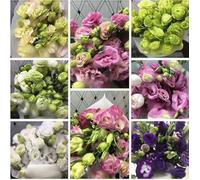 CMBJXL 500 graines d'Eustoma, graines d'Eustoma de Couleurs mélangées, Peuvent être cultivées Toute l'année, faciles à cultiver, Belles Fleurs, adaptées aux Jardins et aux balcons