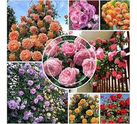 CMBJXL1000 Graines de roses, graines de roses, rosiers grimpants, rosiers à fleurs annuelles, plantes de jardin et d'intérieur