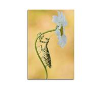 CMHONLY Poster mural moderne sur toile représentant une marguerite grimpant sur une tige de marguerite tachetée - 40 x 60 cm - Sans cadre