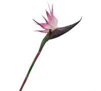 CNANRNANC Lot de 6 tiges artificielles d'oiseaux de paradis - Plantes tropicales - Pour maison, jardin, fête de mariage, décoration intérieure ou extérieure (rose trompette)