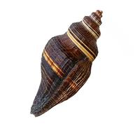 CNDBAHHE Grands Coquillages Marins, Coquillage Naturel, Coquillage Naturel de conque 12-15 cm for décoration de Mariage, fête sur Le thème de la Plage, décoration d'intérieur, Bricolage(12~13cm)