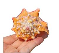 CNDBAHHE Grands Coquillages Marins, Coquillage Naturel, Coquillages naturels de 8 à 11 cm for décoration de Mariage, fête sur Le thème de la Plage, décoration d'intérieur, Bricolage(Yellow,10~11cm)