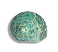 CNDBAHHE Grands Coquillages Marins, Coquillage Naturel, Coquillages naturels de différentes Tailles for décoration de Mariage, fête sur Le thème de la Plage, décoration d'intérieur, Bricolage(5~6cm)