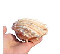 CNDBAHHE Grands Coquillages Marins, Coquillage Naturel, Coquillages naturels de Grande Taille, 10 à 13 cm, for décoration d'intérieur et Bricolage(10~11cm)