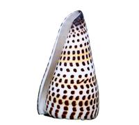 CNDBAHHE Grands Coquillages Marins, Coquillage Naturel, Coquillages naturels de Grande Taille (6 à 11 cm), Accessoires de décoration for fête, Mariage, Maison(10~11cm)
