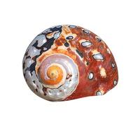 CNDBAHHE Grands Coquillages Marins, Coquillage Naturel, Coquillages naturels for Aquarium, 5,5 à 8 cm, décoration Artisanale for Mariage, fête sur Le thème de la Plage(5.5cm)