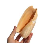 CNDBAHHE Grands Coquillages Marins, Coquillage Naturel, Grands Coquillages naturels de 10 à 15 cm, décoration d'aménagement paysager for Aquarium, Maison créative(10~11cm)