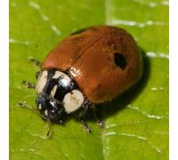 Coccinelles à 2 points anti pucerons des arbres fruitiers et ornementaux - 20 coccinelles pour 1 arbre. Traitement biologique et naturel.