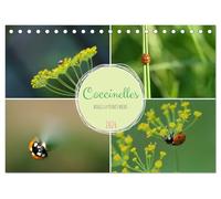Coccinelles rouges à points noirs (Calendrier de bureau 2026 DIN A5 vertical), CALVENDO calendrier mensuel: Coccinelle appelée aussi bête à Bon Dieu