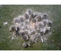 Cochenille, colorant 100% naturel pour fils et fibres naturels. 100gr.