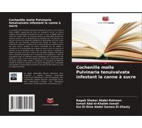 Cochenille Molle Pulvinaria Tenuivalvata Infestant La Canne À Sucre