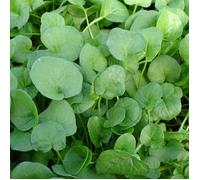 Cochléaire officinale - Sans traitement