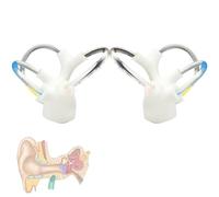 Cochlear Anatomique Modèle d'Enseignement Oreille Interne Humaine Grossissante avec Structure Vestibulaire en PVC Bilatéral 2 Parties pour Etudes Médicales et Éducation