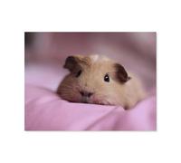 cochons d'Inde，Puzzle en Papier Adulte de 1000 pièces, Jouet de Chambre d'enfants de crèche（38x26cm）-J86