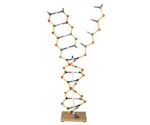 Cochranes of Oxford ADN - Modèle RNA