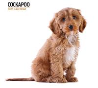 Cockapoo Calendrier moderne 2025