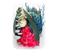 Cocoarm Fleur Séchée Accessoires de Bricolage Réglemente les Fleurs Séchées Mélangées pour L'artisanat 17x12x4cm Matériaux de Bricolage avec L'amorçage de L'amant de Marguerite à (GREEN)