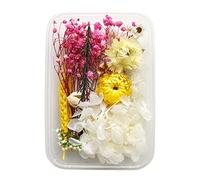 Cocoarm Fleur Séchée Accessoires de Bricolage Réglemente les Fleurs Séchées Mélangées pour L'artisanat 17x12x4cm Matériaux de Bricolage avec L'amorçage de L'amant de Marguerite à (WHITE)