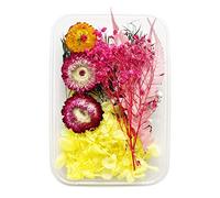 Cocoarm Fleur Séchée Accessoires de Bricolage Réglemente les Fleurs Séchées Mélangées pour L'artisanat 17x12x4cm Matériaux de Bricolage avec L'amorçage de L'amant de Marguerite à (rouge)