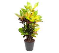 Codiaeum variegatum 'Mrs. Iceton' - Pot 19cm - Hauteur 60-70cm