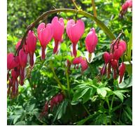Coeur de Marie, Dicentra