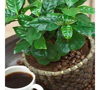 Coffea Arabica Caféier - Plante d'Intérieur - Arbuste Vivant en Pot de 13 cm
