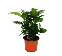Coffee Plant (Coffea arabica) - 1 Plant - Houseplant