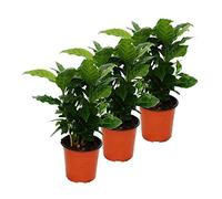 Coffee Plant (Coffea arabica) - 3 Plant - Houseplant