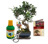 Coffret Bonsaï Bonsaï"Ficus" - Figuier chinois - ca. 6 ans - set débutant