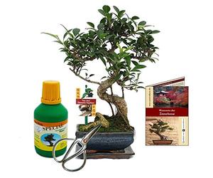 Coffret Bonsaï Bonsaï "Ficus" - Figuier chinois - ca. 6 ans - set débutant