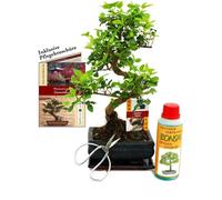 Coffret Bonsaï Bonsaï "Ligustrum" - Troène de Chine - ca. 6 ans - set débutant