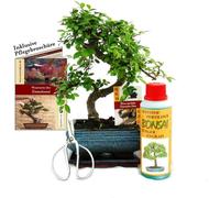 Coffret Bonsaï Bonsaï "Ulmus" - Orme de Chine - env. 6 ans - set débutant