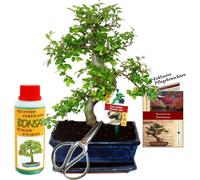 Coffret Bonsaï Bonsaï "Ulmus" - Orme de Chine - env. 8 ans - set débutant