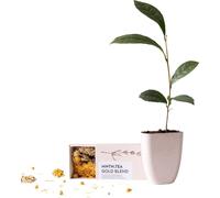 Coffret cadeau Pause Thé - ThéGold Blend & Théier bébé Camellia sinensis - Cadeau boîte aux lettres - Durable & sans plastique - Conseils d'entretien inclus - Pour les amateurs de thé