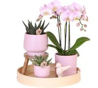 Coffret cadeau « Pink vibes » | Plante verte avec orchidée Phalaenopsis rose en Simplicity Pots décoratifs Rose sur assiette en bambou - 30cm - Ø30cm - Plante Pot - Kit Complet - Orchidées