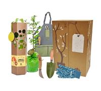 Coffret cadeau - planter un arbre - ginkgo biloba