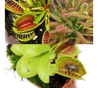 Coffret de départ plantes carnivores - 3 plantes + terre - terre carnivore