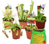 Coffret de départ plantes carnivores - 5 plantes + terre - terre carnivore