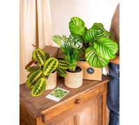Coffret de plantes pets friendly