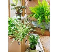 Coffret plantes dépolluantes