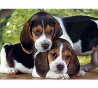 Coffret Puzzle 2 Chiens Beagles - 500 Pieces - Set Puzzle Collection Chiots avec Carte Tigre - Enfant - Adulte