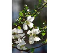 Cognassier du japon 'jet trail' taille du pot - en pot de 3 litres