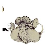 Coil - Ape of Naples