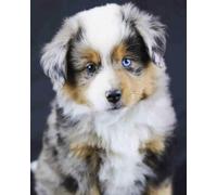 COKYIS 5D Diamond Painting Berger australien DIY Diamant Painting Kit Complet Diamant Arts Canevas Craft Maison Décoration Murale Decor(40 * 50cm)