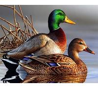 COKYIS 5D Diamond Painting Canard mandarin de l'étang aux lotus DIY Diamant Painting Kit Complet Diamant Arts Canevas Craft Maison Décoration Murale Decor(40 * 50cm)