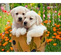 COKYIS 5D Diamond Painting Deux chiots golden retriever DIY Diamant Painting Kit Complet Diamant Arts Canevas Craft Maison Décoration Murale Decor(40 * 50cm)