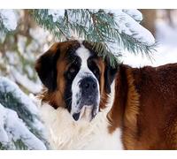 COKYIS 5D Diamond Painting Saint-Bernard DIY Diamant Painting Kit Complet Diamant Arts Canevas Craft Maison Décoration Murale Decor(40 * 50cm)