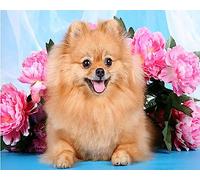 COKYIS 5D Diamond Painting Spitz allemand DIY Diamant Painting Kit Complet Diamant Arts Canevas Craft Maison Décoration Murale Decor(40 * 50cm)