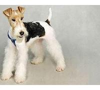 COKYIS Kit Broderie Point de Croix Compté Fox Terrier à poil dur DIY débutant canevas point de croix kit 11CT toile pré-imprimé noel décoration de la maison-40x50cm