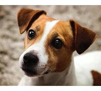 COKYIS Kit Broderie Point de Croix Compté jack russel terrier DIY débutant canevas point de croix kit 11CT toile pré-imprimé noel décoration de la maison,40x50cm
